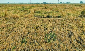 موسمیاتی تبدیلی فصلوں میں نئی بیماریوں اور کیڑوں کو جنم دے رہی ہے، ماہرین
