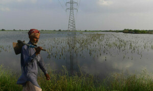 Nuclear Institute for Agri&shy;culture and Biology tackles climate change impact on crops