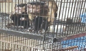 جنوبی افریقہ سے جعلی دستاویزات پر منگوائے گئے 24 بندر این جی او کے سپرد