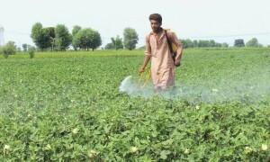 Govt imposes ban on use of 12 toxic pesticides