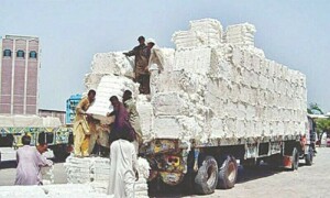 کپاس کی پیداوار میں کمی سےمعیشت کو بڑا خطرہ لاحق، تھنک ٹینک نے الرٹ جاری کر دیا