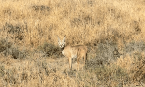 Rare caracal seen in Rahim Yar Khan&rsquo;s Cholistan Desert