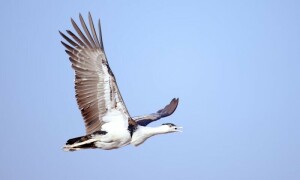 Bird on the brink: Great Indian bustard nears vanishing point in Pakistan
