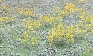 ‘Sacred’ wild shrub blankets Chitral’s pastures, meadows