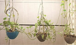 GARDENING: ‘WHY HAS MY CUBAN OREGANO STOPPED GROWING?’