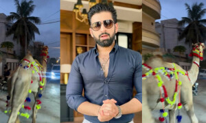 قربانی کے لیے خریدا گیا منیب بٹ کا اونٹ بھاگ گیا