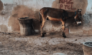 Donkey business: What China wants with Pakistan&rsquo;s beasts of burden