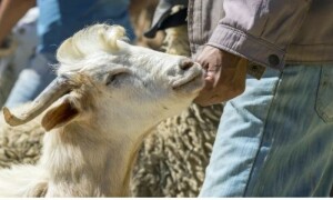 قحط سالی، مراکشی بادشاہ کی عوام سے عید پر قربانی نہ کرنے کی اپیل