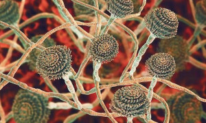 چینی محققین پر امریکا میں ’ایگرو ٹیررازم ہتھیار‘ کی اسمگلنگ کا الزام