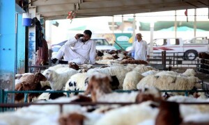 یو اے ای میں گھروں، غیر مجاز مقامات پر قربانی کرنے پر 20 ہزار درہم تک جرمانے کا انتباہ