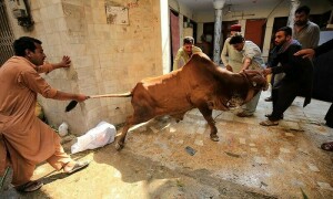 اس سال 1.62 فیصد زائد قربانی کی گئی، ٹینرز ایسوسی ایشن