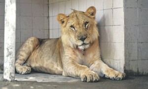 Punjab govt arrests 5 people, seizes 13 lions in province-wide crackdown on illegal owners
