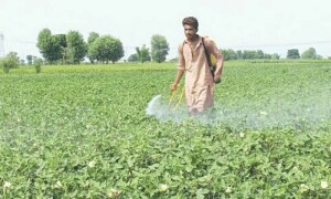 حکومت نے 2 اہم محکموں کو ضم کر کے نیشنل ایگری-ٹریڈ اینڈ فوڈ سیفٹی اتھارٹی قائم کر دی
