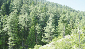 KP could earn $4bn from forest initiatives in 40 years: report