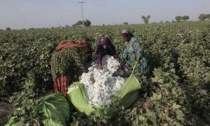 Cotton arrivals drop 32pc, alarming textile sector