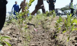 Monsoon plantation campaign begins in several KP districts
