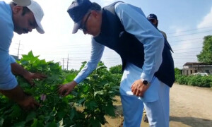 پاکستانی زرعی ماہر نے 50 ڈگری تک درجہ حرارت برداشت کرنے والا کپاس کا بیج تیار کر لیا