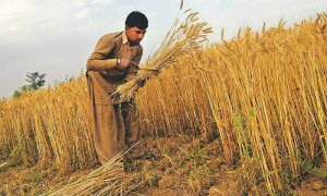 Sindh farmers to boycott wheat cultivation over imposition of farm tax