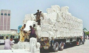 پنجاب میں کپاس کی پیداوار کے اعداد و شمار پر تنازع شدت اختیار کر گیا