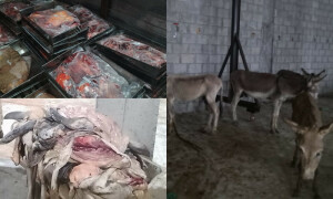 اسلام آباد فوڈ اتھارٹی کا ترنول میں چھاپہ، 50 گدھے اور 25 من گوشت برآمد، غیرملکی گرفتار