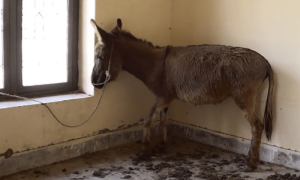 Donkey meat seized in Islamabad&rsquo;s Tarnol by city&rsquo;s food authority