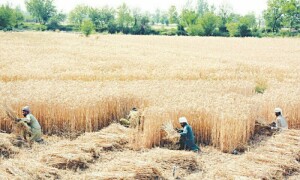 Pakistan Kissan Ittehad warns of agriculture collapse due to current govt policies