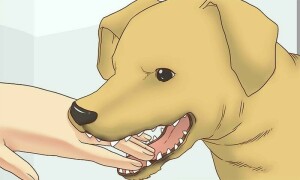 کراچی: سگ گزیدگی کے واقعات میں خطرناک حد تک اضافہ، یومیہ 90 سے 100 کیسز رپورٹ