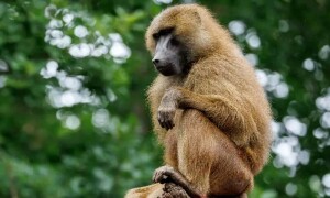 جرمن شہر نیورمبرگ کے چڑیا گھر نے جگہ نہ ہونے پر 12 ببون بندروں کو ہلاک کر دیا