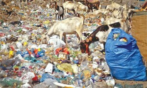 WWF demands total ban on single-use plastics