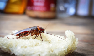 پارلیمنٹ کیفے ٹیریا کے کھانے سے لال بیگ نکلنے پر اسپیکر قومی اسمبلی کا سخت نوٹس