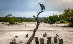 Climate heat extremes driving tropical bird decline: study