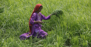 کھاد کی قیمتوں میں اضافے پر حکومت کا سخت ردعمل، متبادل اقدامات زیرِ غور