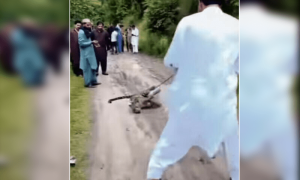 خیبرپختونخوا: ہزارہ ڈویژن میں نایاب تیندوے کو شہریوں کی جانب سے ہلاک کرنے کا انکشاف