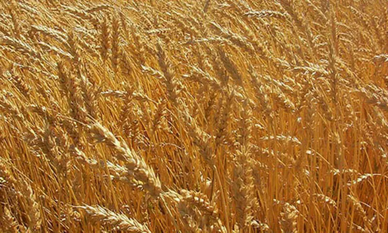 آٹے کی قیمت پر قابو پانے کیلئے پنجاب حکومت کا اپنے ذخائر سے گندم جاری کرنے کا فیصلہ