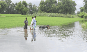 Monsoon wreaks havoc on  Punjab’s rural economy
