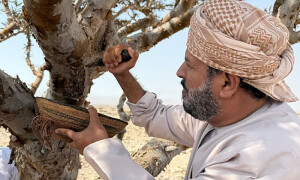 عمان میں لوبان کے درختوں کو بچانے کا حکومتی منصوبہ