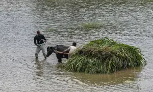 Sialkot, Narowal and Jhang worst-hit by floods