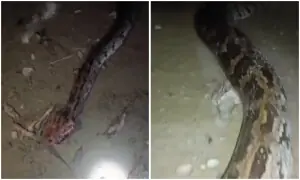 وہاڑی: سیلاب سے متاثرہ بستی میں 40 فٹ لمبا اژدھا نکل آیا