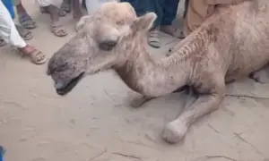 Female camel tortured for &lsquo;destroying crops&rsquo; in Sukkur handed over to Karachi shelter