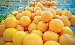 Govt eyes new markets for kinno export