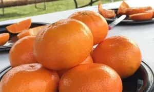 حکومت کو کینو کی برآمد کیلئے نئی منڈیوں کی تلاش