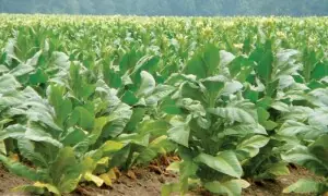 Tobacco growers face financial exploitation
