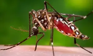 41 new dengue cases reported in Rawalpindi hospitals