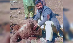 استور میں نامعلوم افراد نے نایاب بھورے ریچھ کو ہلاک کردیا