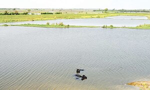 Footprints: AMIDST FLOOD  & FERTILITY