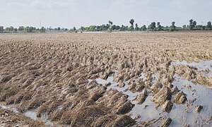 Floods destroy rice, other crops on 140,000 acres in Narowal