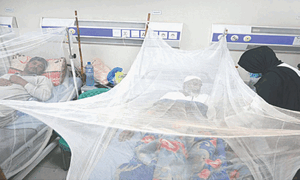 Over 40 dengue cases surface in twin cities