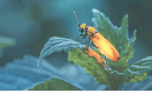 Dwindling firefly populations leave Lahore evenings drab