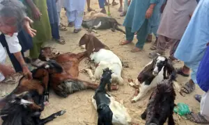 بھارتی فوج نے درندگی کی انتہا کردی، تھر میں سرحدپارکرنے پر 8 بکریاں ہلاک، 54 کی ٹانگیں توڑدیں
