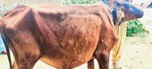 پاکپتن: سیلاب سے متاثرہ علاقوں میں مویشی لمپی اسکن ڈیزیز کا شکار ہونے لگے